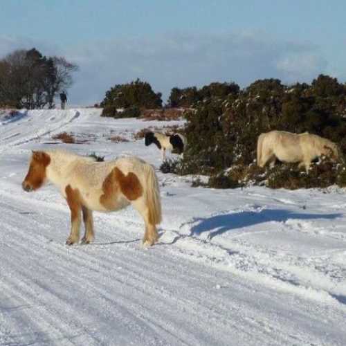 A warm welcome to frosty Dartmoor